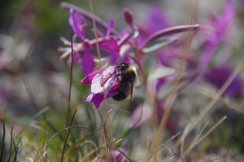 A bumblebee visits Niviarsiaq, the national flower of Greenland.