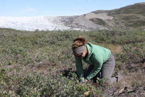 Big thinking is best done with colleagues. Here Rebecca investigates the soils around Kangerlussuaq, getting to know the dry soils so different from other Arctic systems.